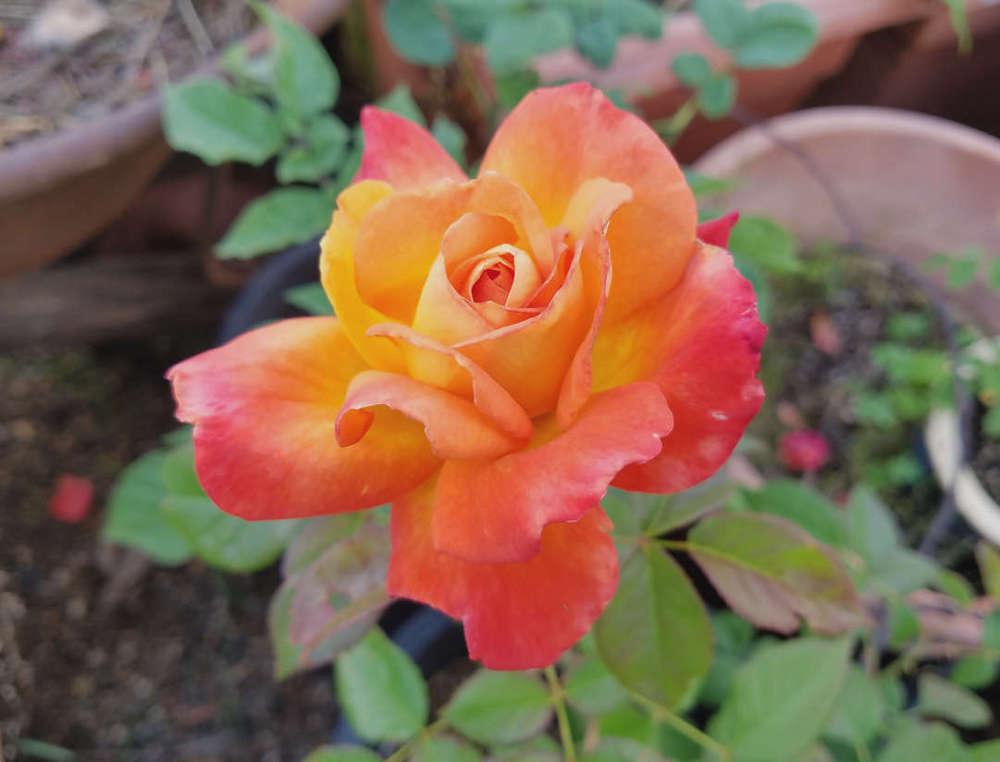 Photo of Rose (Rosa 'Veldfire') uploaded by Beth_NorCal