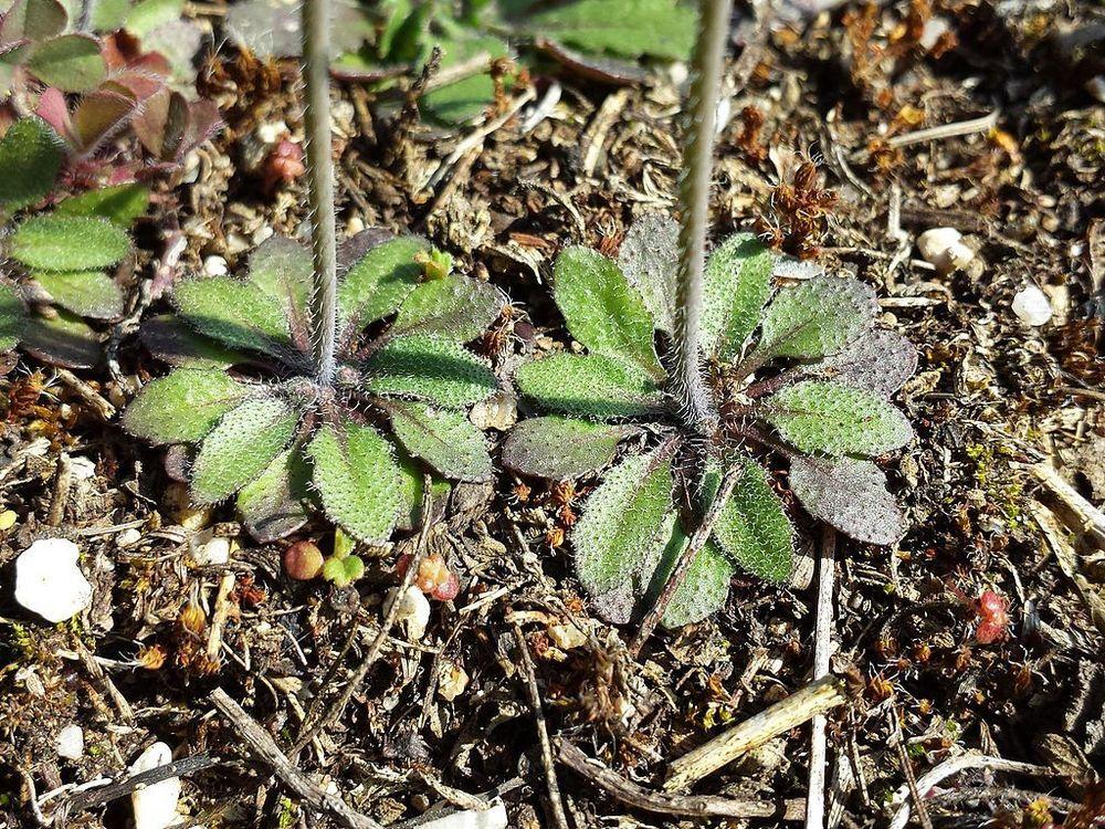 Photo of Mouseear Cress (Arabidopsis thaliana) uploaded by DaylilySLP