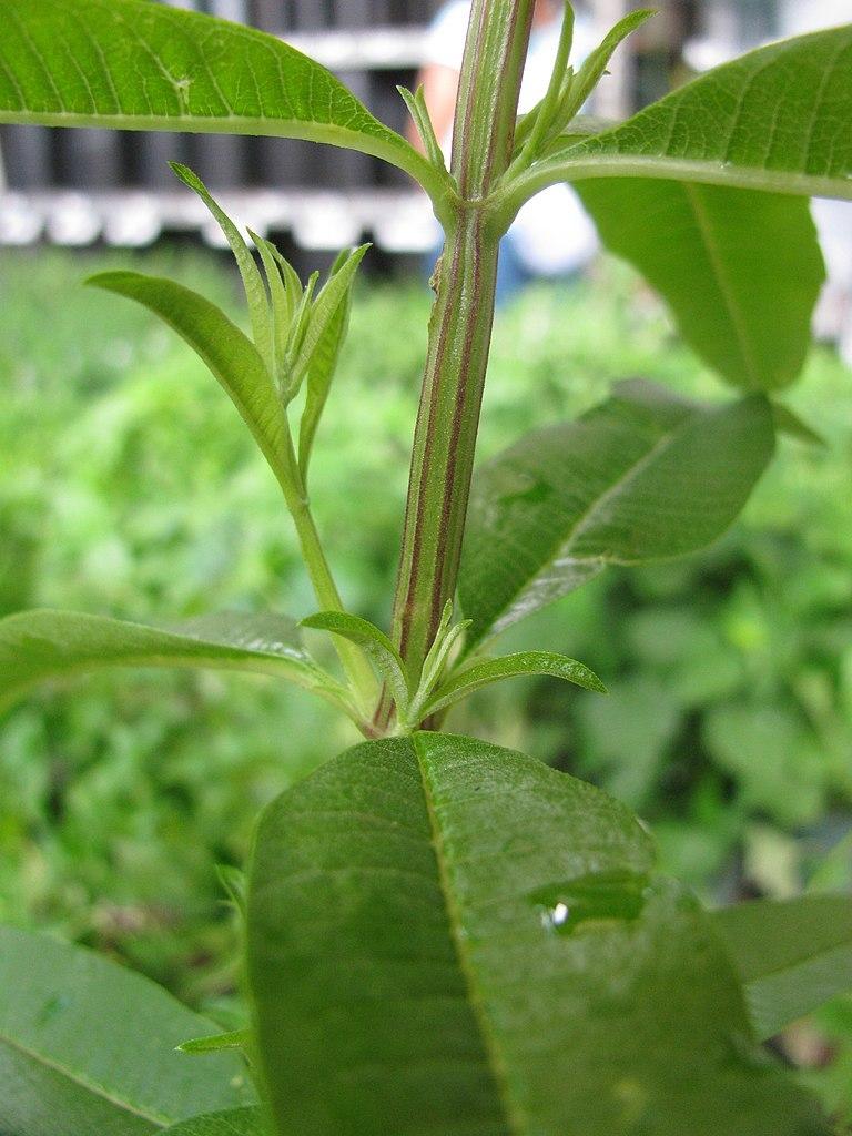 Photo of Lemon Verbena (Aloysia citrodora) uploaded by DaylilySLP