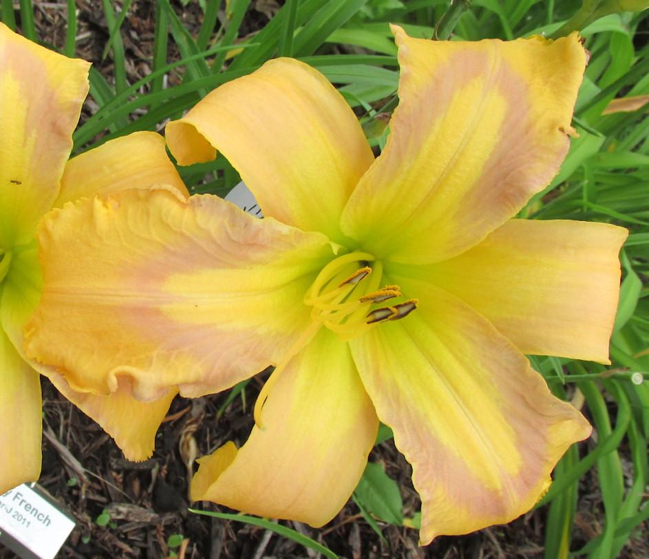 Photo of Daylily (Hemerocallis 'Country French') uploaded by Dennis616
