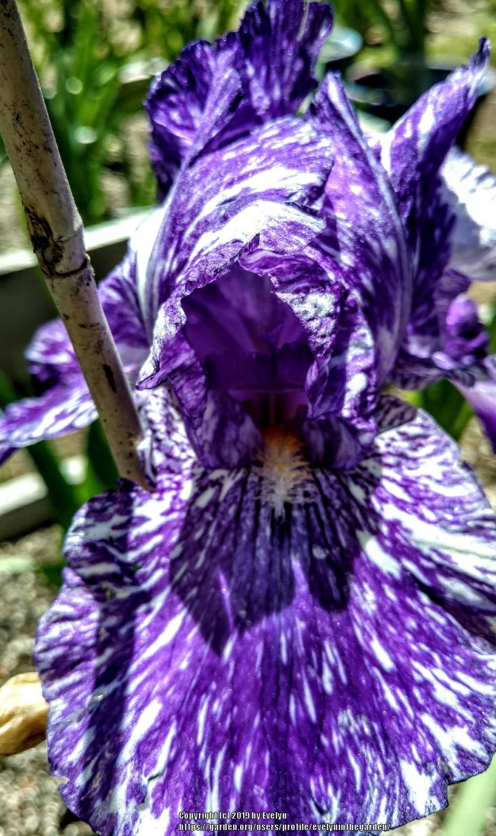 Photo of Tall Bearded Iris (Iris 'Oasis Pinto') uploaded by evelyninthegarden