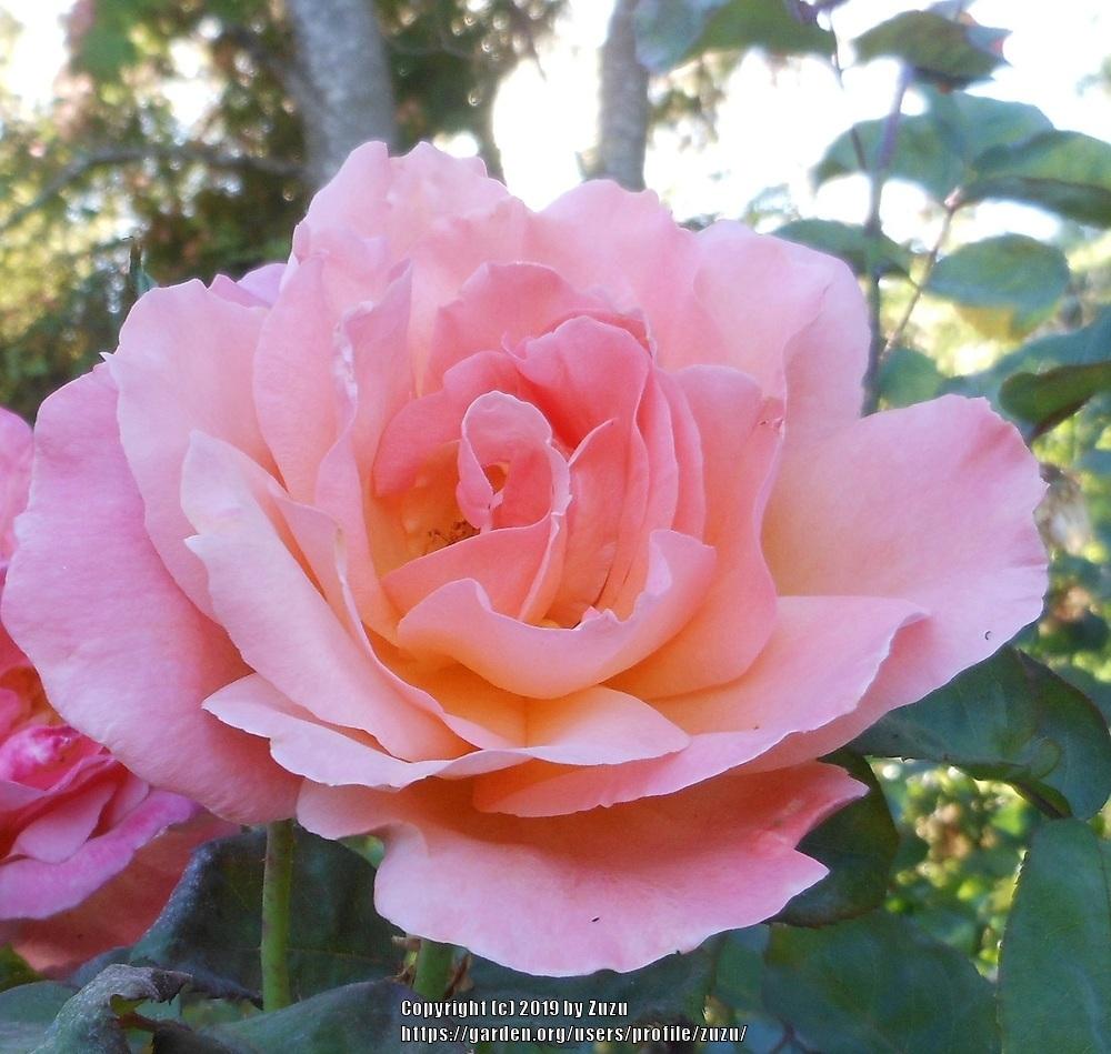 Photo of Rose (Rosa 'Antigua') uploaded by zuzu