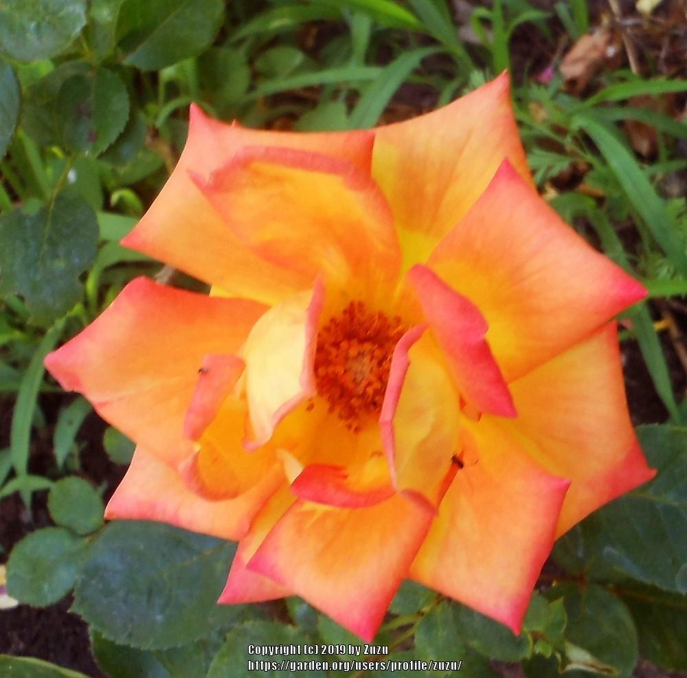 Photo of Rose (Rosa 'Red Gold') uploaded by zuzu