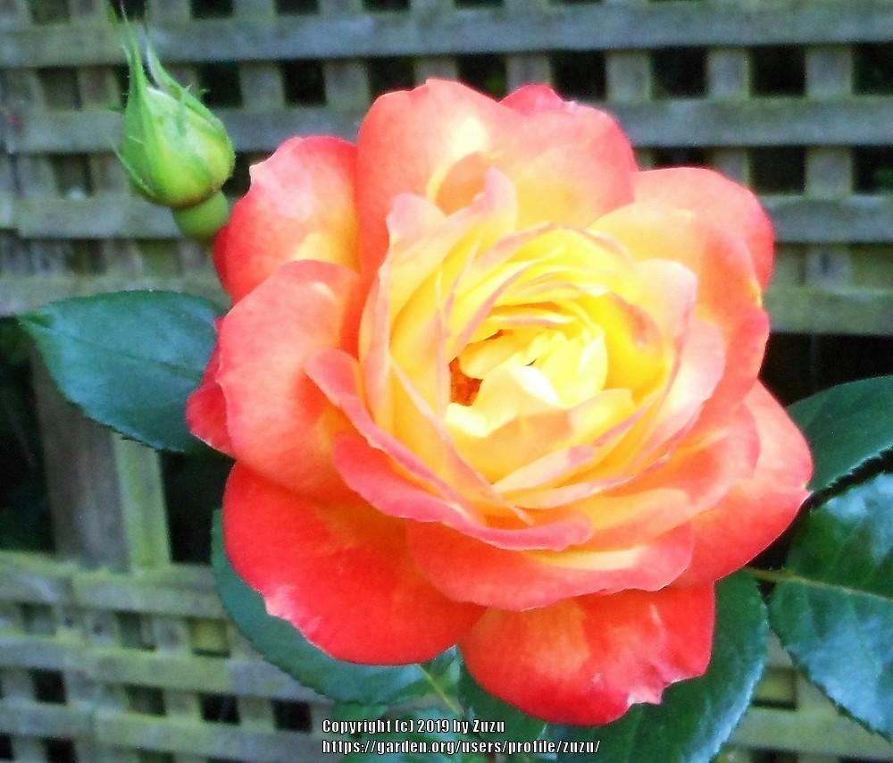Photo of Rose (Rosa 'Judy Garland') uploaded by zuzu