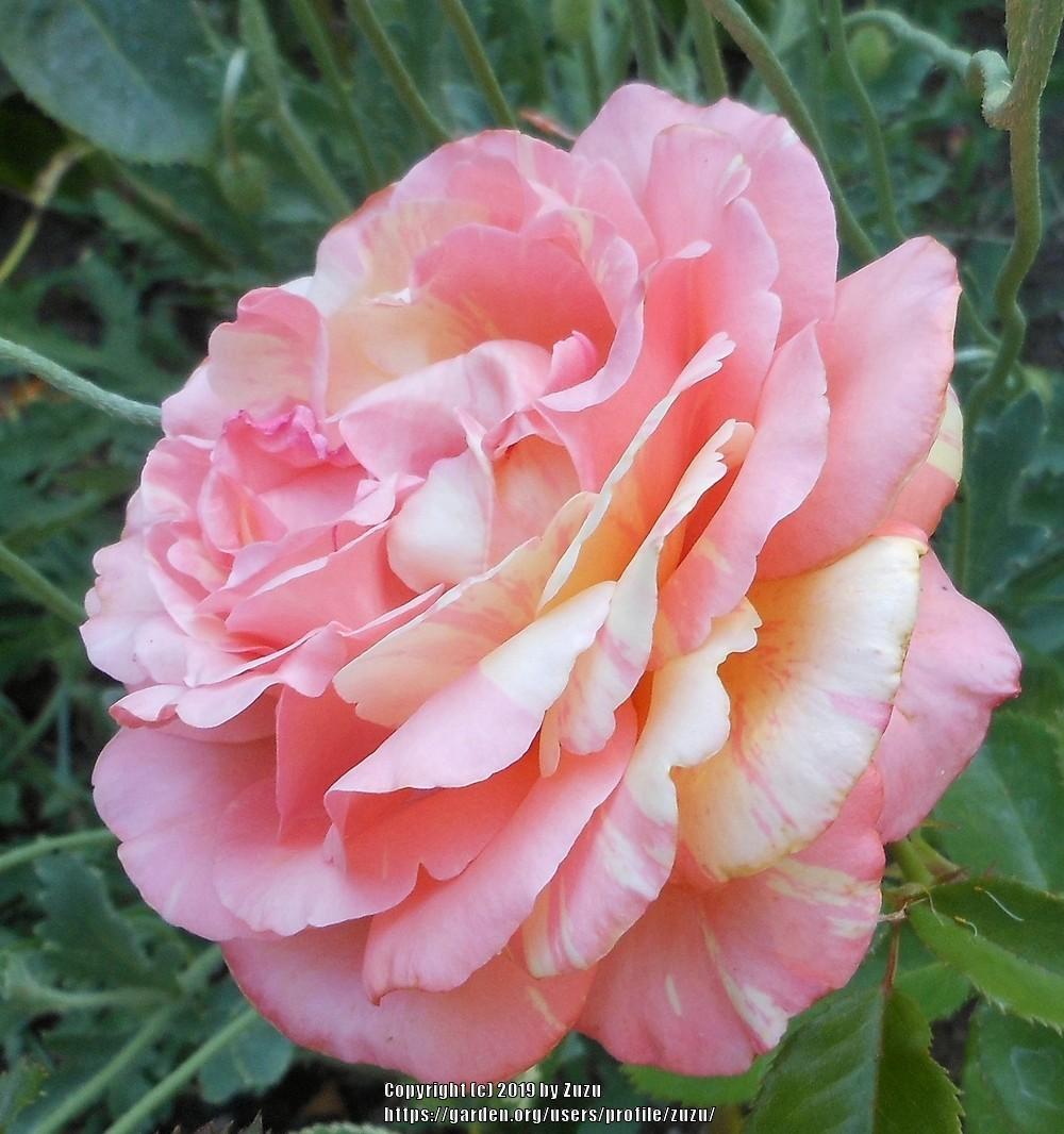 Photo of Rose (Rosa 'Peach Swirl') uploaded by zuzu