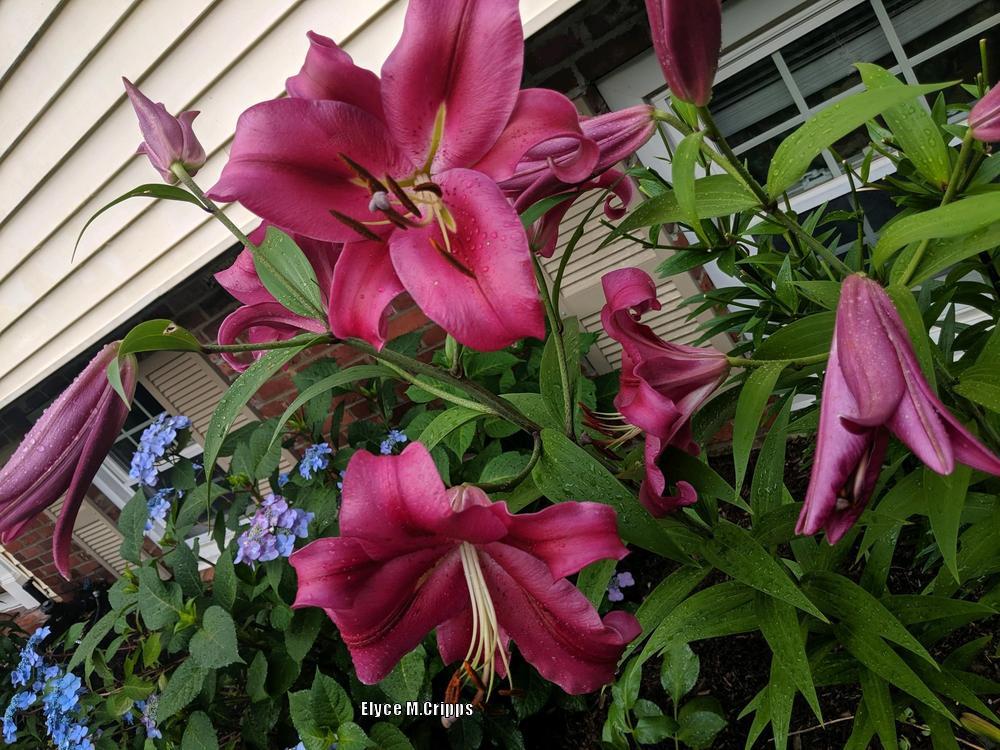 Photo of Lily (Lilium 'Fujian') uploaded by ElyceC