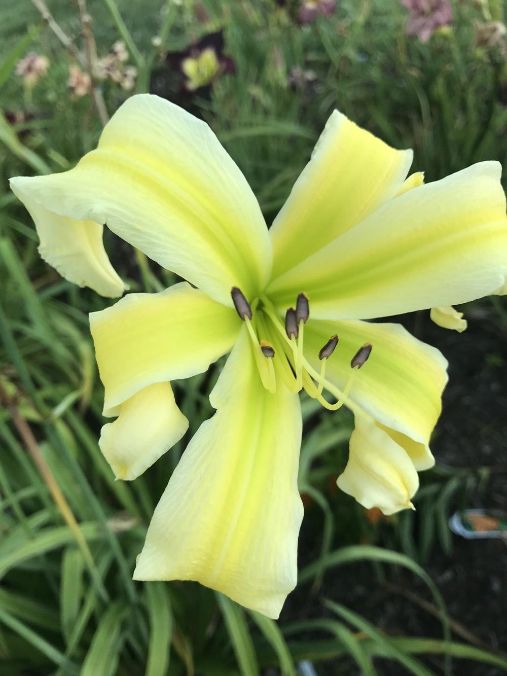 Photo of Daylily (Hemerocallis 'Heavenly Flight of Angels') uploaded by Legalily