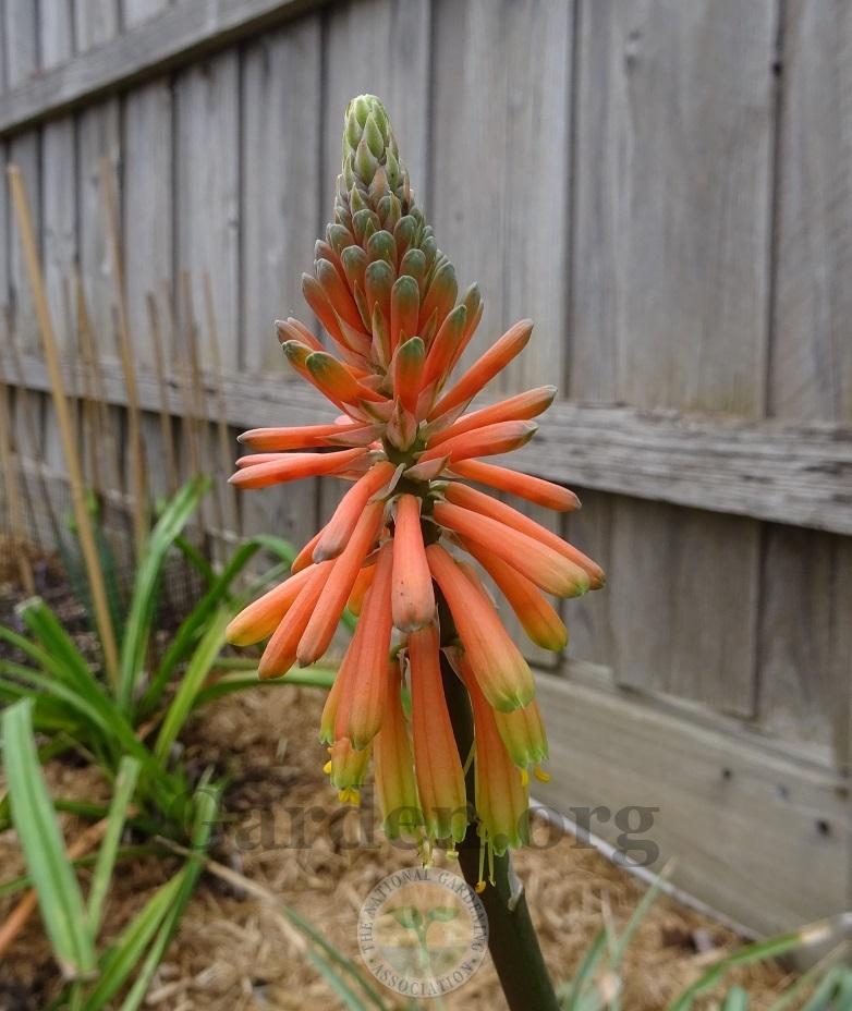 Photo of Red Hot Poker (Kniphofia sarmentosa) uploaded by Totally_Amazing