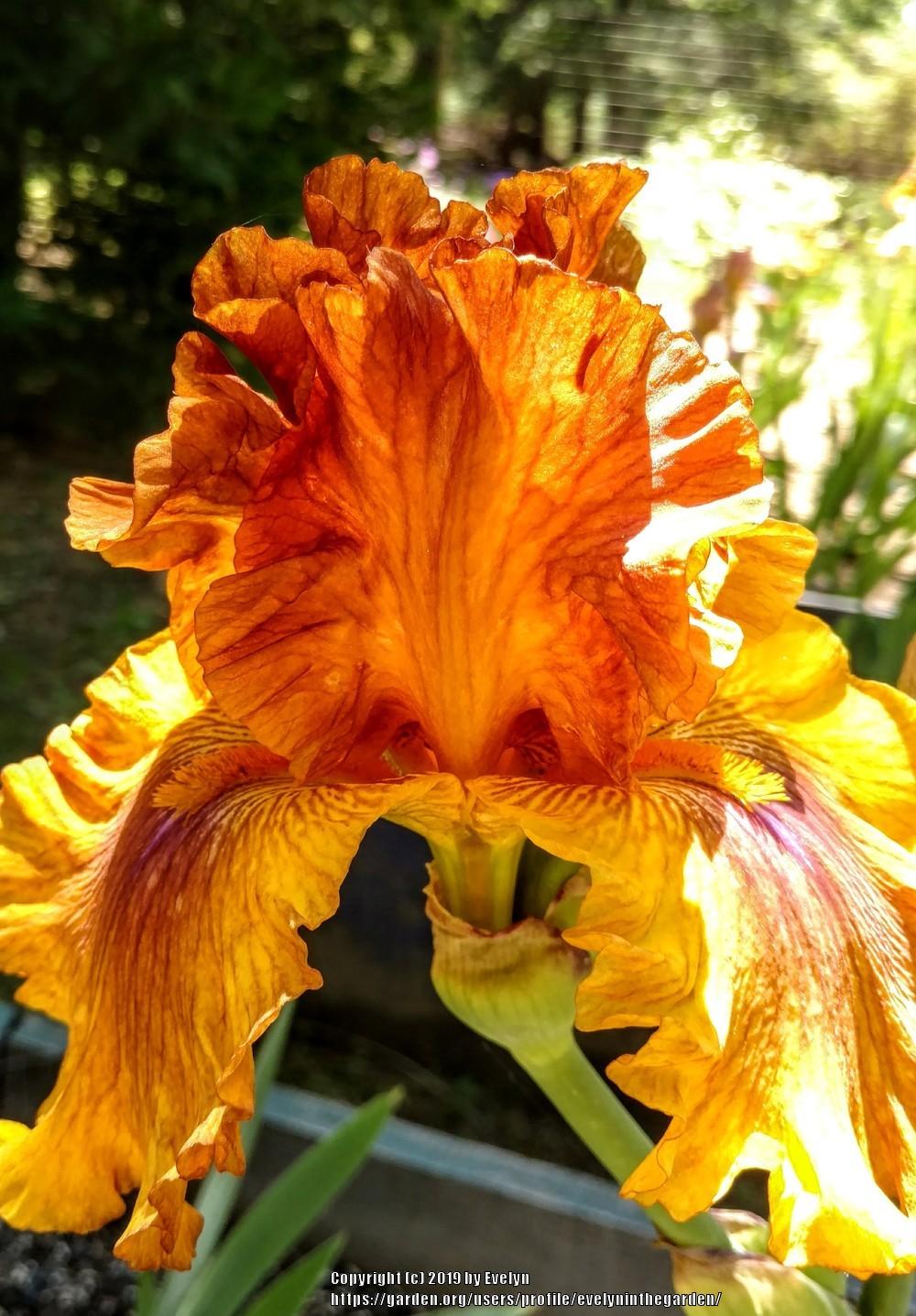 Photo of Tall Bearded Iris (Iris 'Spice Trader') uploaded by evelyninthegarden