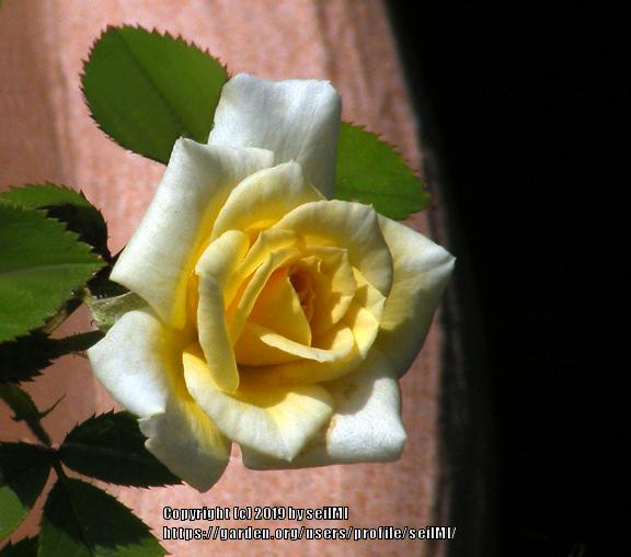 Photo of Rose (Rosa 'Yantai') uploaded by seilMI