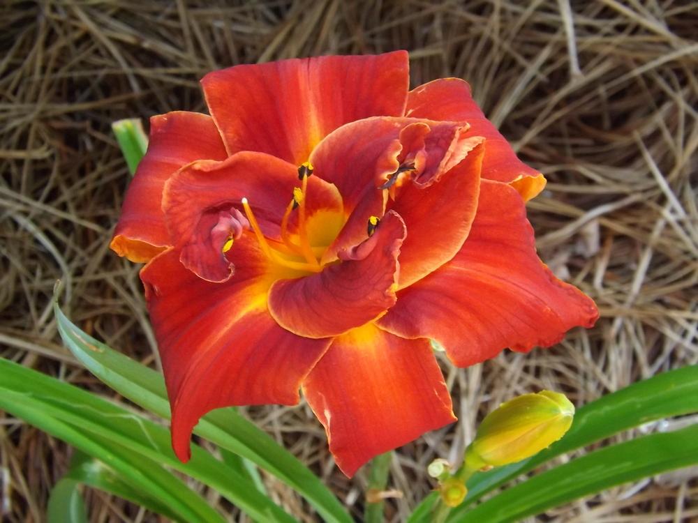 Photo of Daylily (Hemerocallis 'Hot Tamales and Red Hots') uploaded by Curlycollards