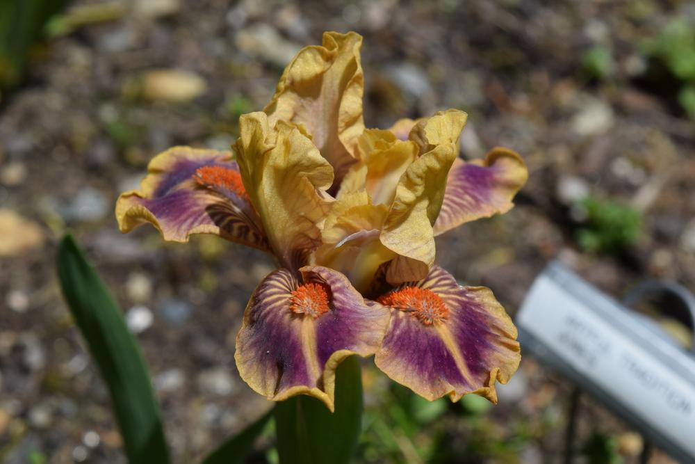 Photo of Standard Dwarf Bearded Iris (Iris 'Burano') uploaded by Dachsylady86
