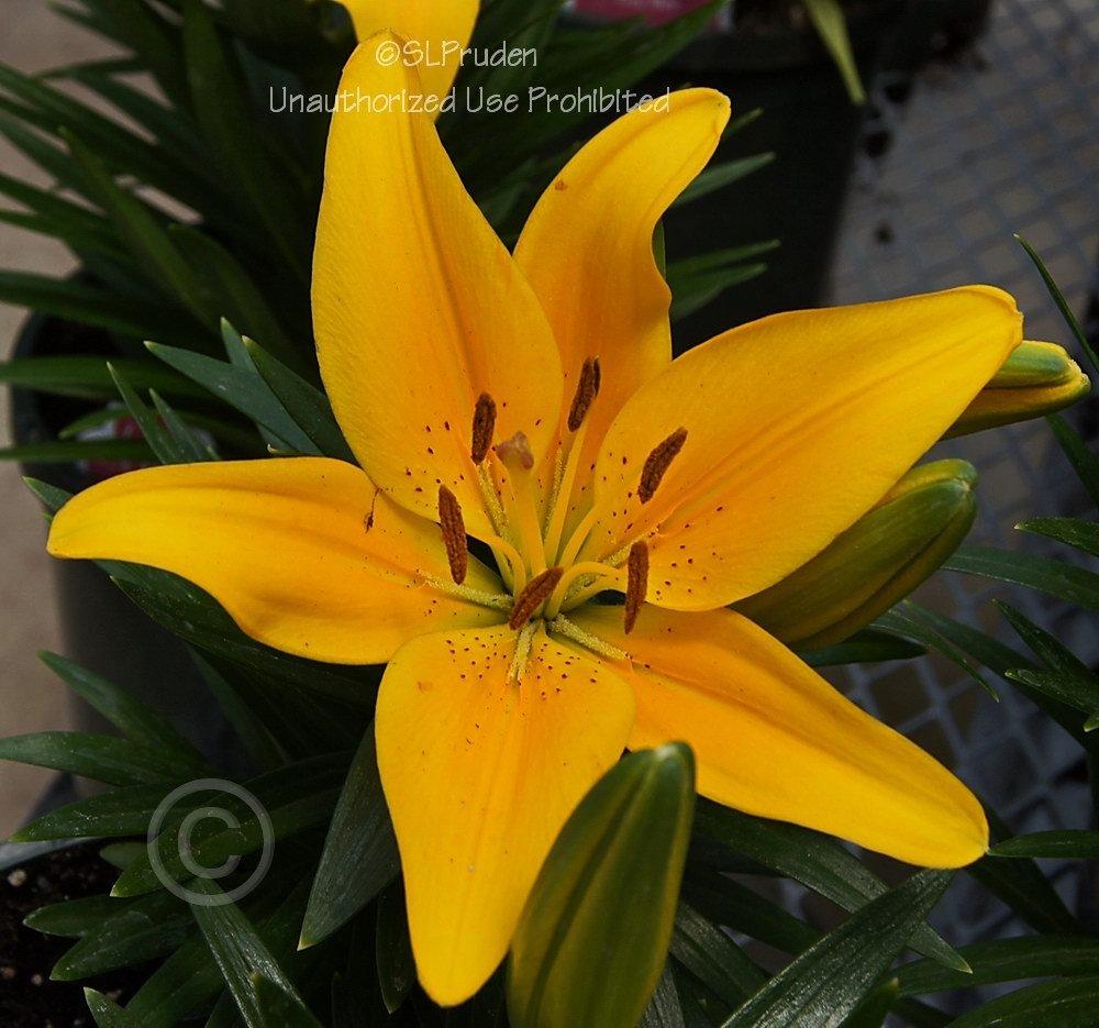 Photo of Lily (Lilium Lily Looks™ Tiny Bee) uploaded by DaylilySLP