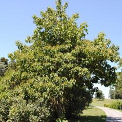 Location: Morris Arboretum in Philadelphia, Pennsylvania
Date: 2011-08-12
maturing tree in summer