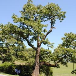 Location: Morris Arboretum in Philadelphia, Pennsylvania
Date: 2011-08-12
full-grown tree in summer