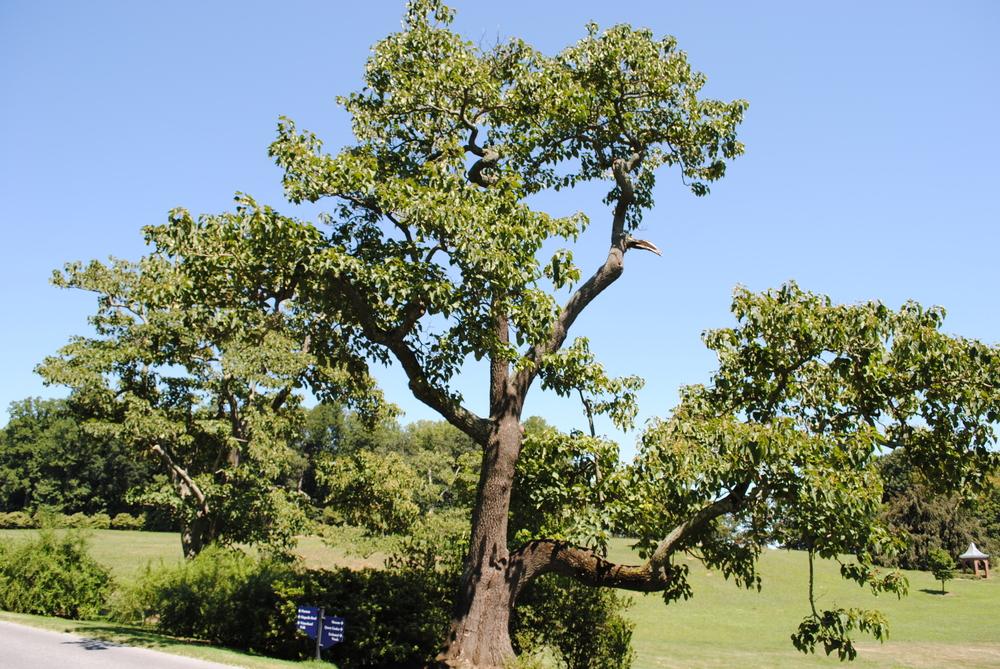 Photo of Empress Tree (Paulownia tomentosa) uploaded by ILPARW