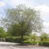 maturing tree in parking lot island