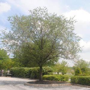 maturing tree in parking lot island