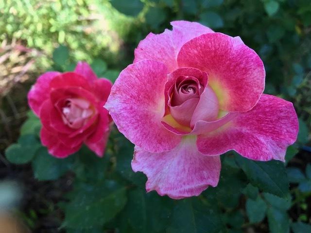Photo of Rose (Rosa 'Lovestruck') uploaded by JCBodie