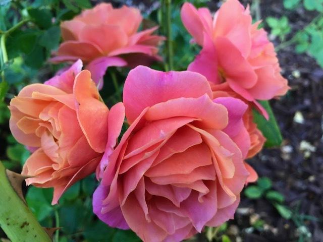 Photo of Rose (Rosa 'Disneyland Rose') uploaded by JCBodie