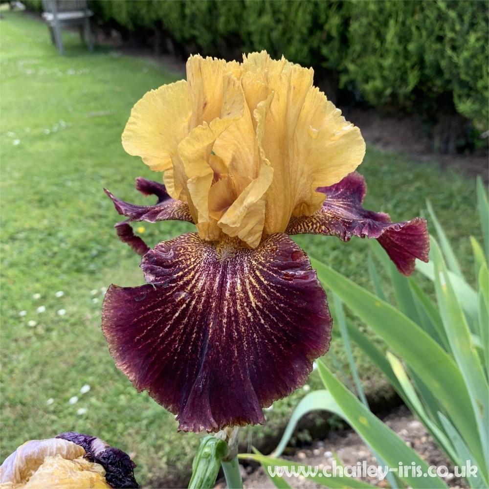 Photo of Tall Bearded Iris (Iris 'Bronco Down') uploaded by jeffa