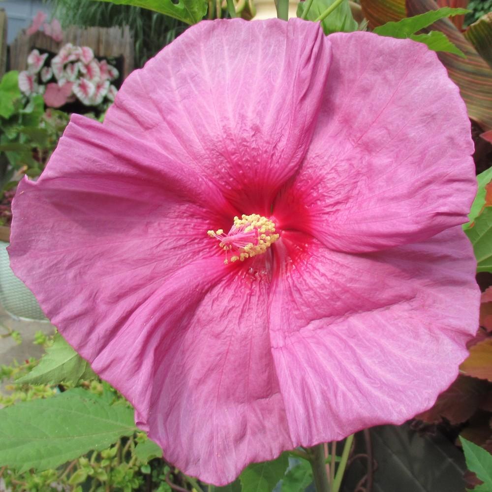 Photo of Hybrid Hardy Hibiscus (Hibiscus 'Fantasia') uploaded by stilldew