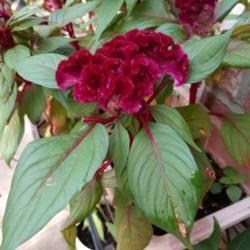 Location: My zone 9 Louisiana patio
Date: 2019-08-01
This is a mature flower head 3 1/2" across on 9" tall plant.