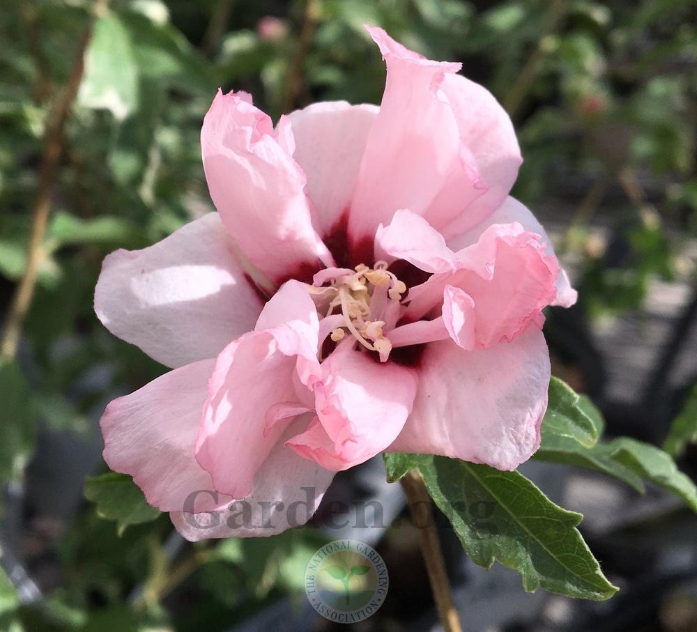 Photo of Rose Of Sharon (Hibiscus syriacus Sugar Tip®) uploaded by BlueOddish