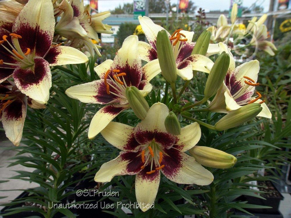 Photo of Lily (Lilium 'Back Spider') uploaded by DaylilySLP