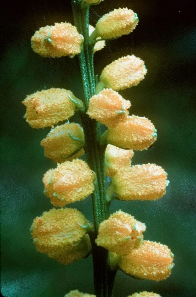 Photo of Colicroot (Aletris aurea) uploaded by DaylilySLP
