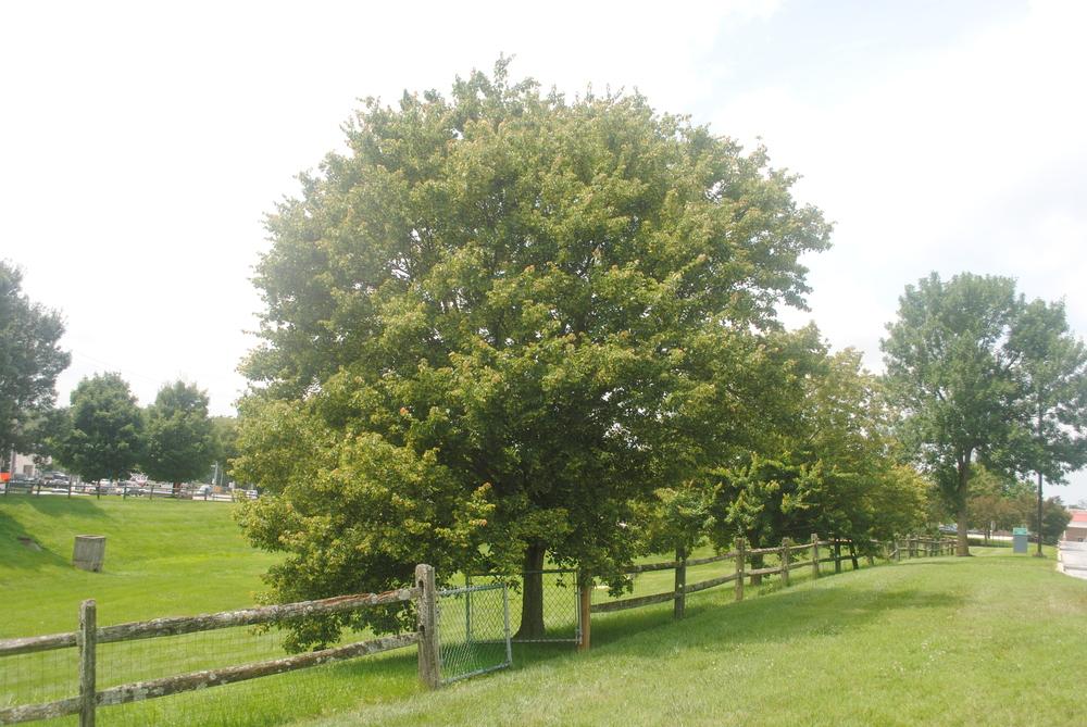 Photo of Trident Maple (Acer buergerianum) uploaded by ILPARW