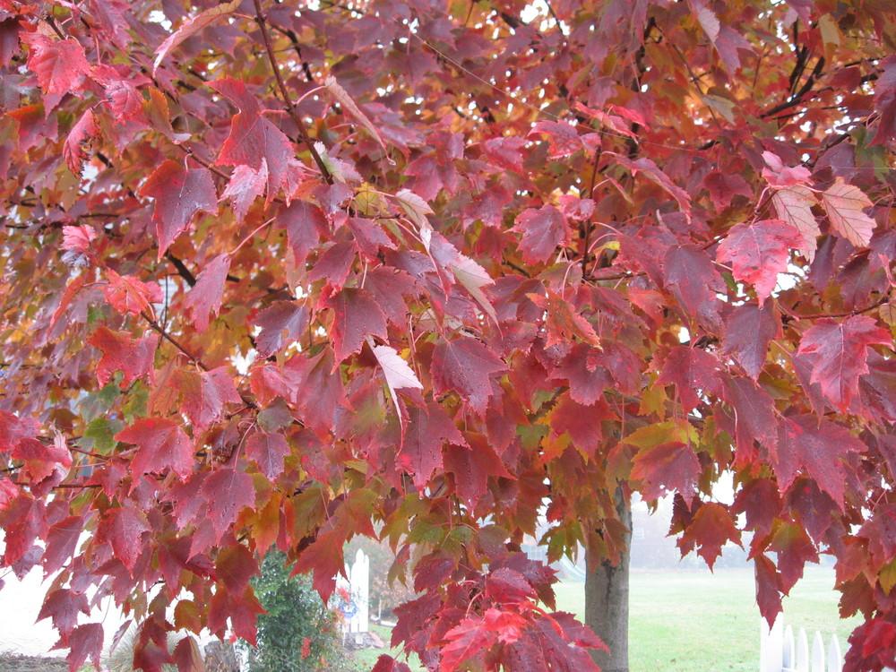 Photo of Red Maple (Acer rubrum October Glory®) uploaded by ILPARW
