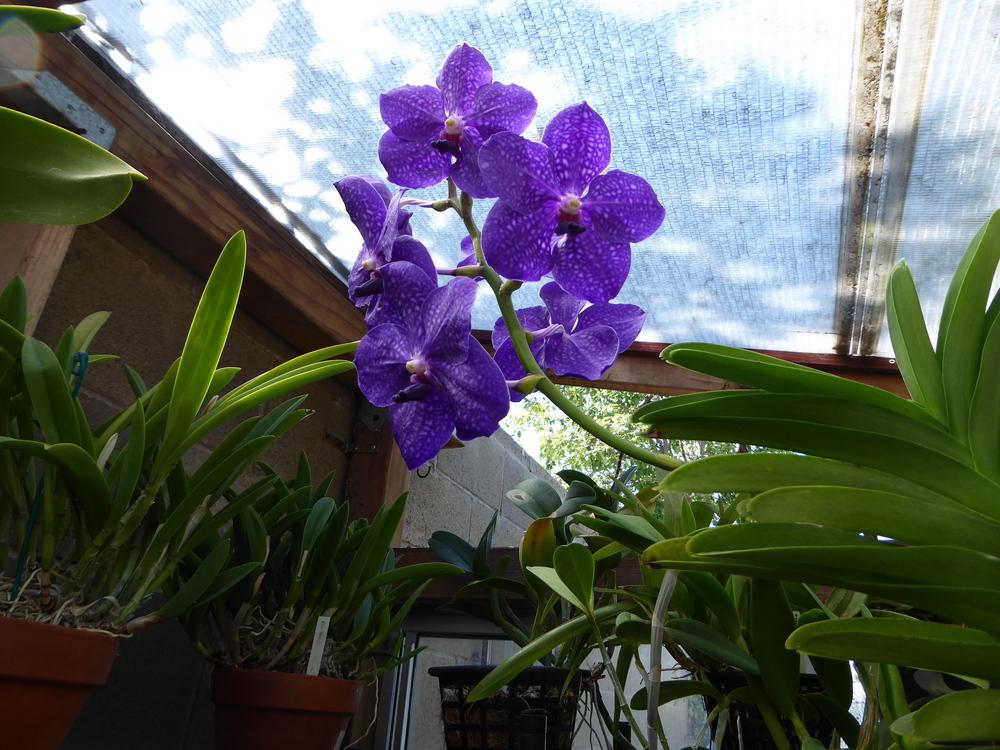 Photo of Orchid (Vanda Pachara Delight 'Pachara') uploaded by ctcarol