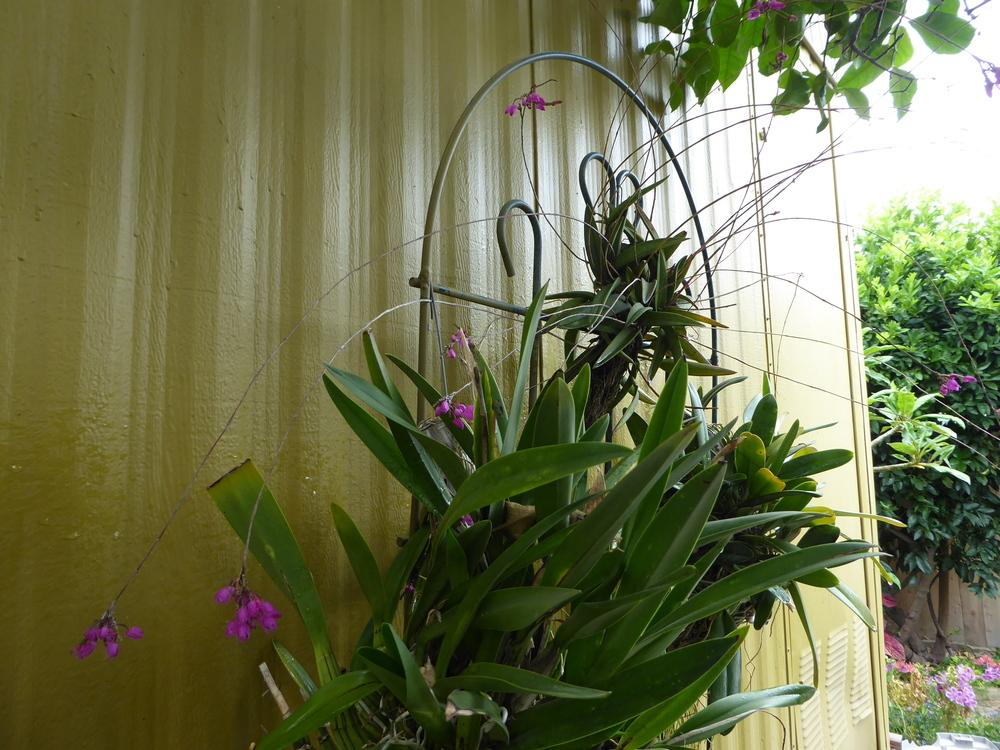 Photo of Orchid (Domingoa purpurea) uploaded by ctcarol
