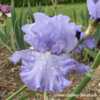 A beautifully ruffled elegant iris.