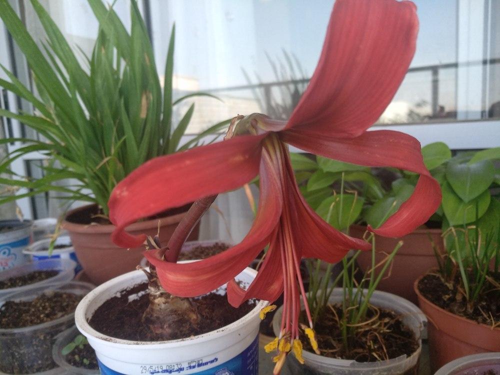 Photo of Aztec Lily (Sprekelia formosissima) uploaded by sangel