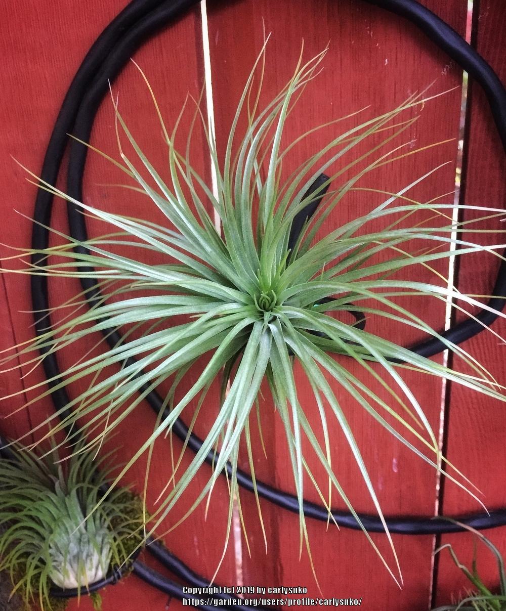Photo of Air Plant (Tillandsia stricta) uploaded by carlysuko