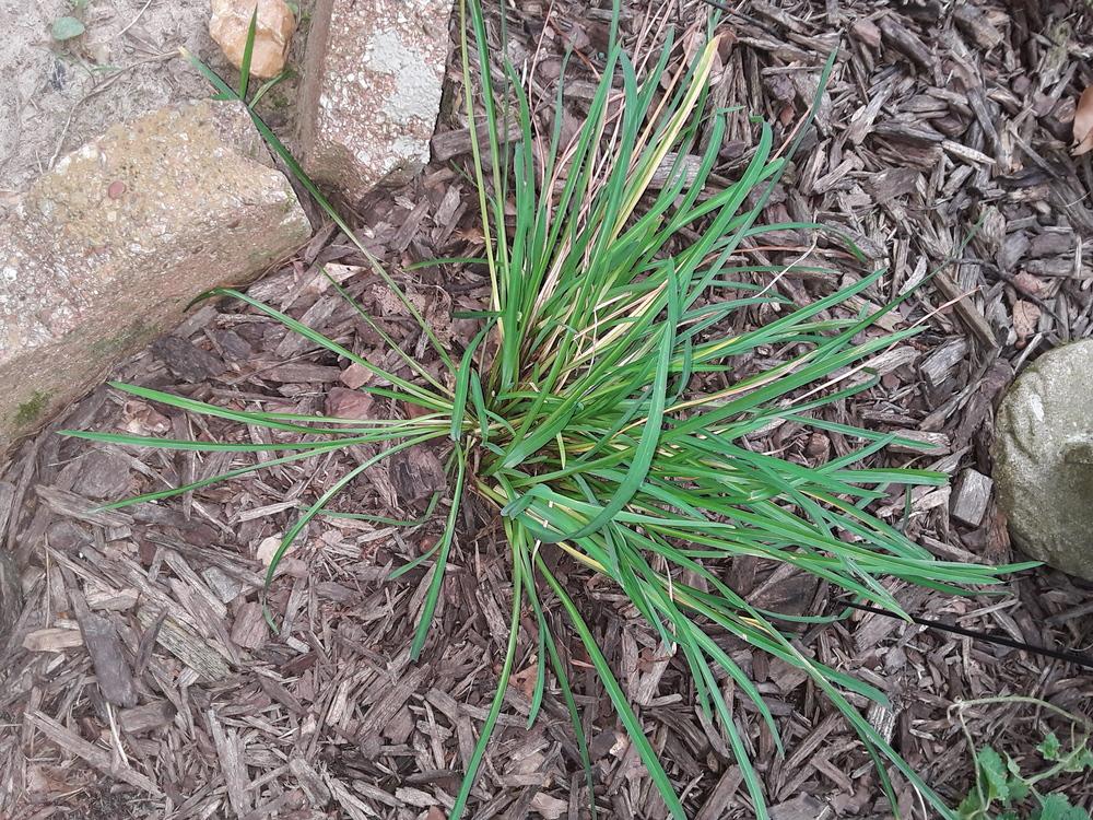 Photo of Daylilies (Hemerocallis) uploaded by codielane
