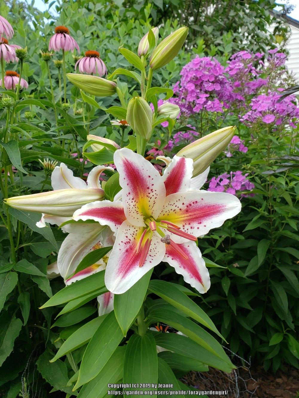 Photo of Lily (Lilium 'Playtime') uploaded by foraygardengirl