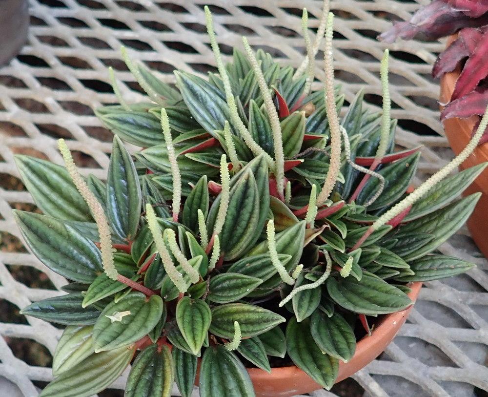 Photo of Peperomia uploaded by gardengus