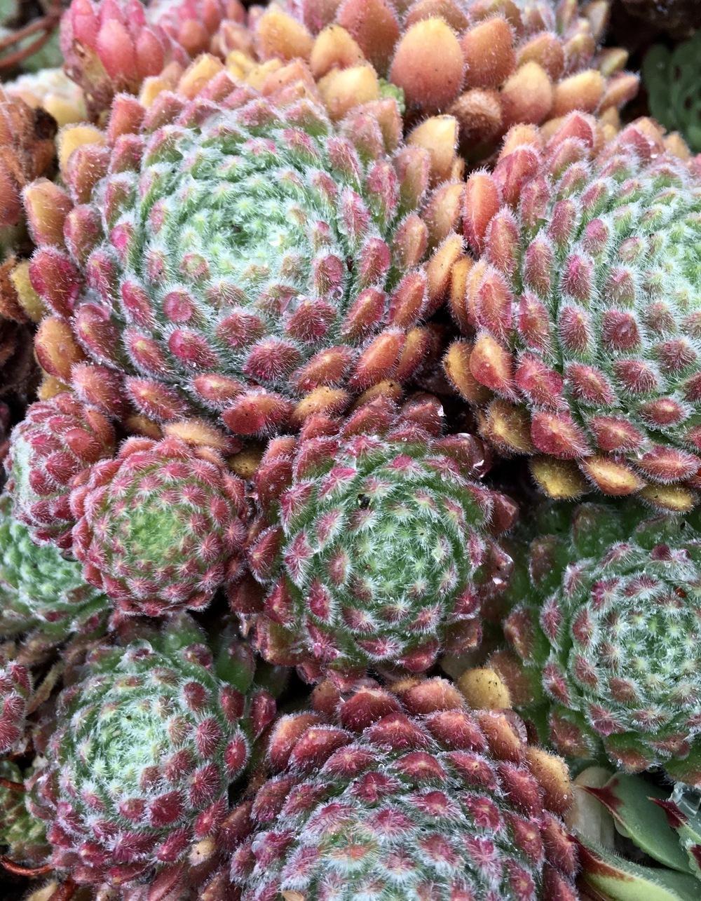 Photo of Hen and Chicks (Sempervivum 'Pacific Zoftic') uploaded by springcolor