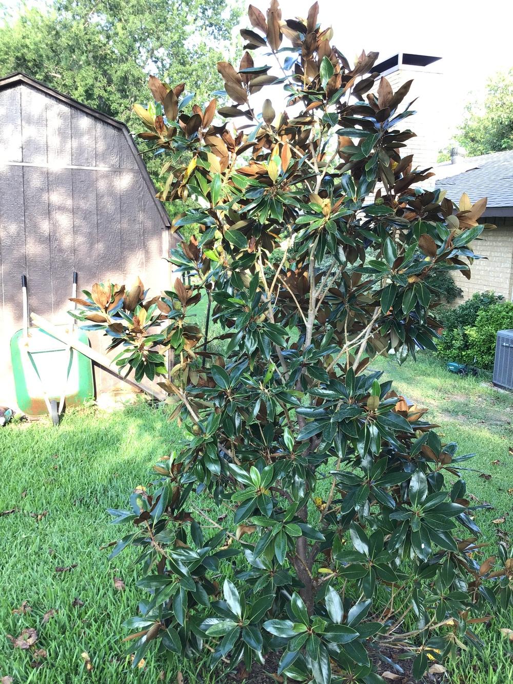 Photo of Southern Magnolia (Magnolia grandiflora 'Little Gem') uploaded by MissTwiggy