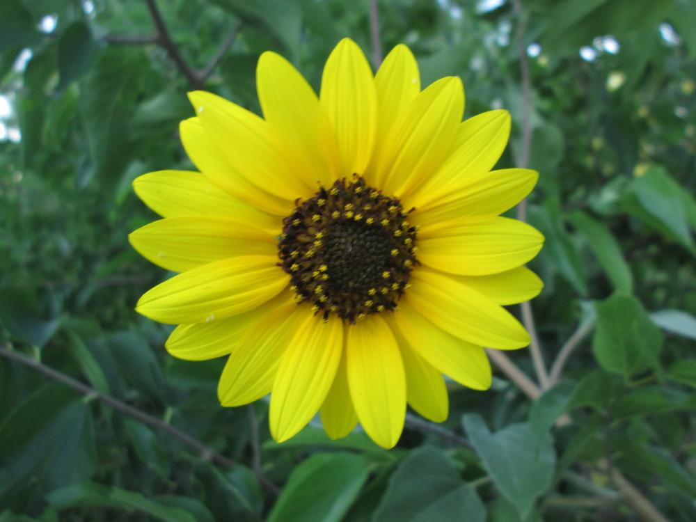 Photo of Sunflowers (Helianthus annuus) uploaded by christinereid54