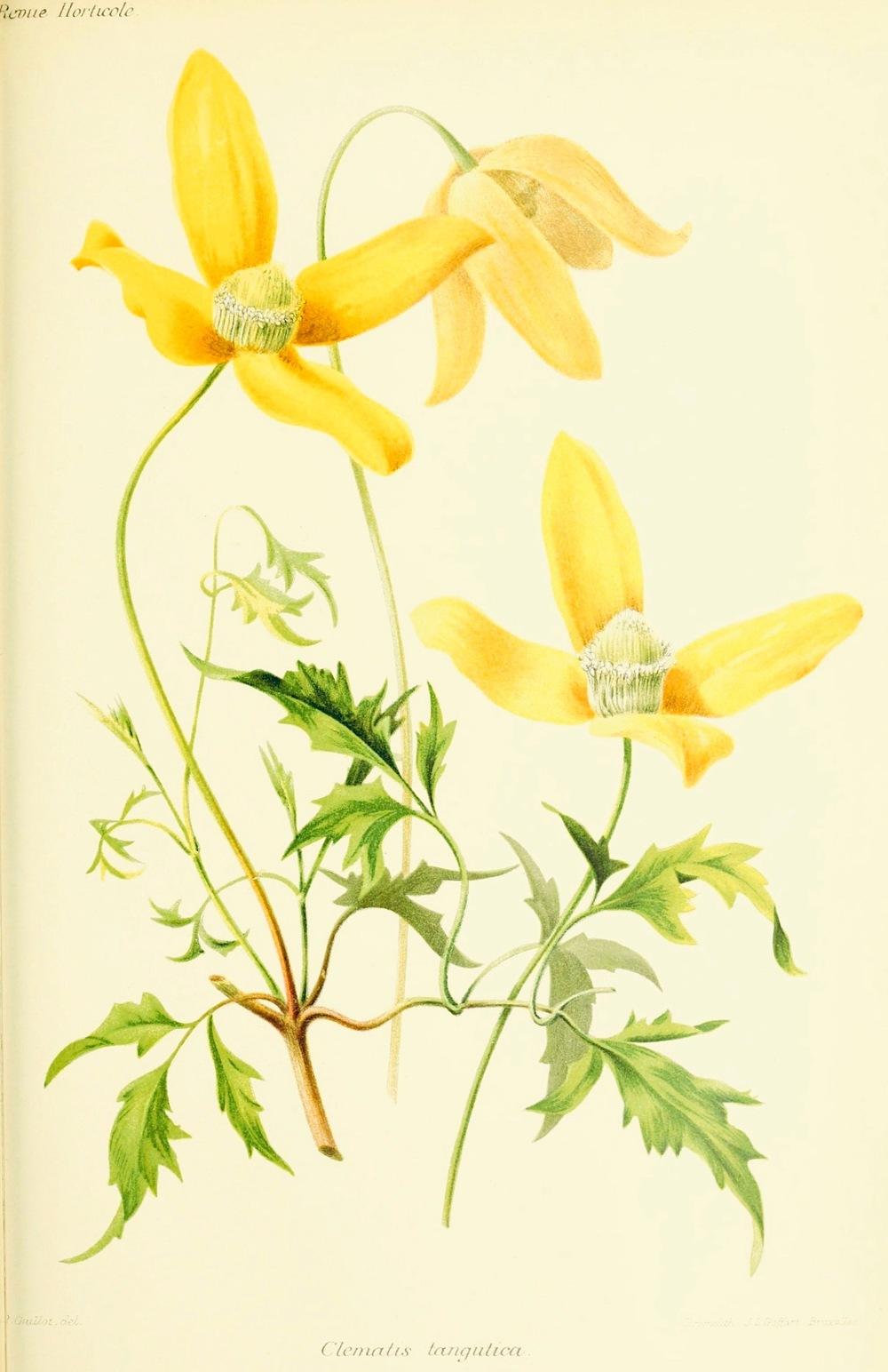 Photo of Clematis (Clematis tangutica) uploaded by scvirginia