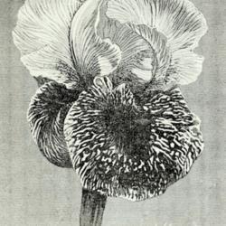 
Date: c. 1902
illustration from 'Revue horticole', 1902