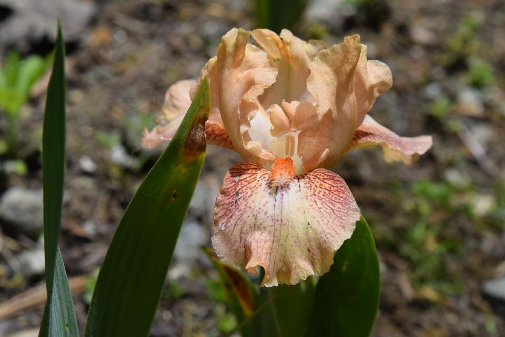 Photo of Standard Dwarf Bearded Iris (Iris 'Music') uploaded by Dachsylady86