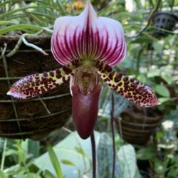 
NOID identified with high confidence as Paph. Maudiae.