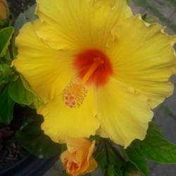 Location: Thunder Bay ON Canada
Date: Aug. 6/2019
This is our HAWAIIAN PUNCH Hibiscus!