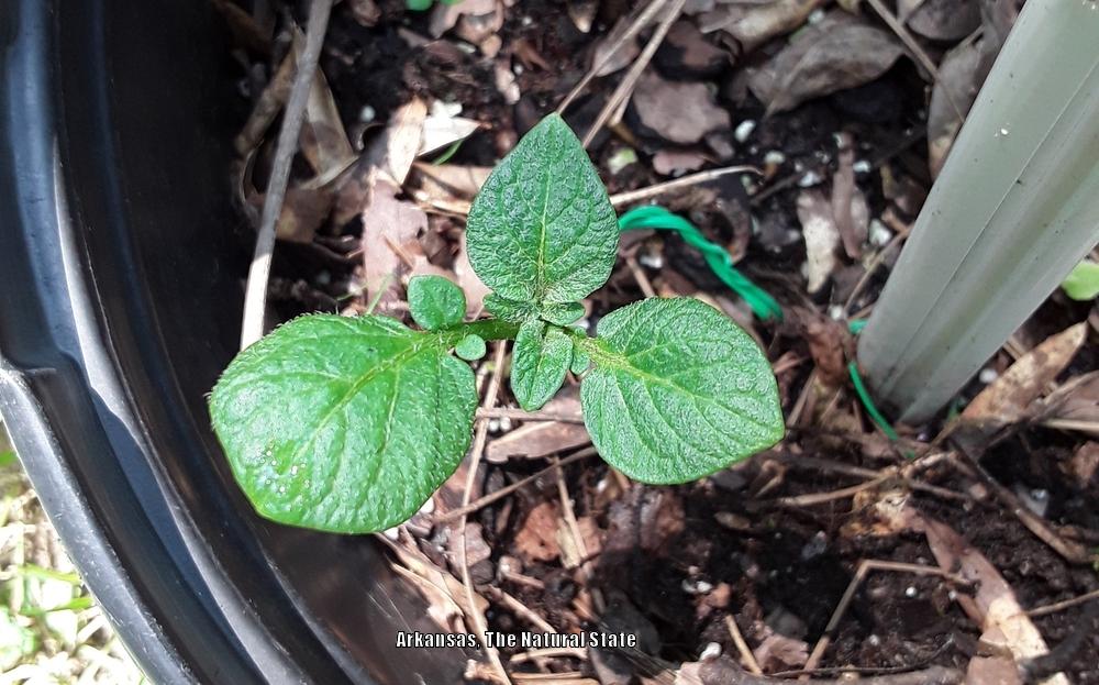 Photo of Potatoes (Solanum tuberosum) uploaded by codielane