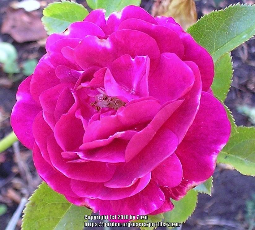 Photo of Rose (Rosa 'Rose Gaujard') uploaded by zuzu